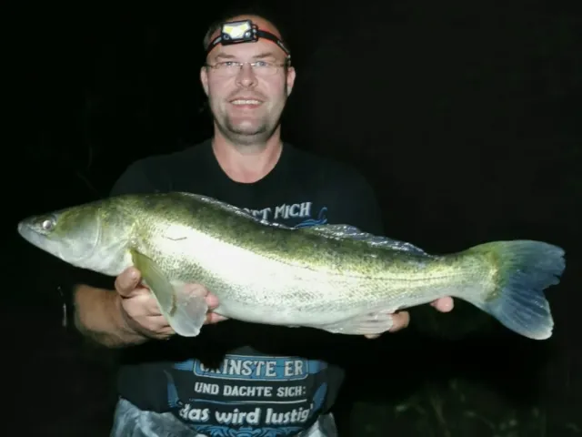 Zander