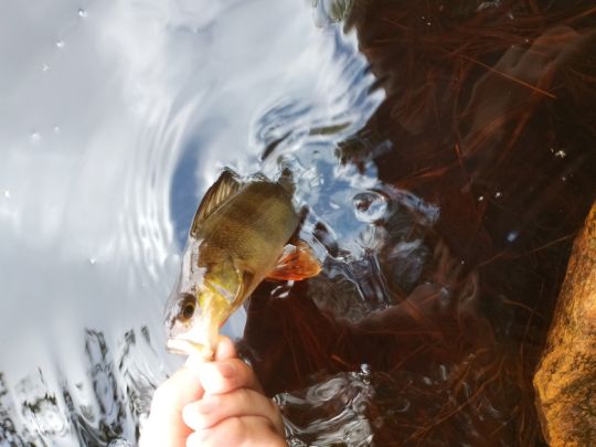 Flussbarsch