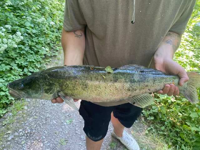 Zander