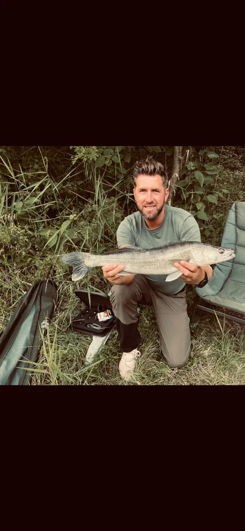 Zander