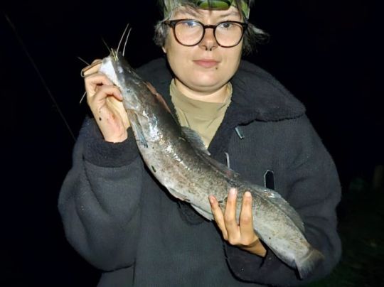 Afrikanischer Raubwels