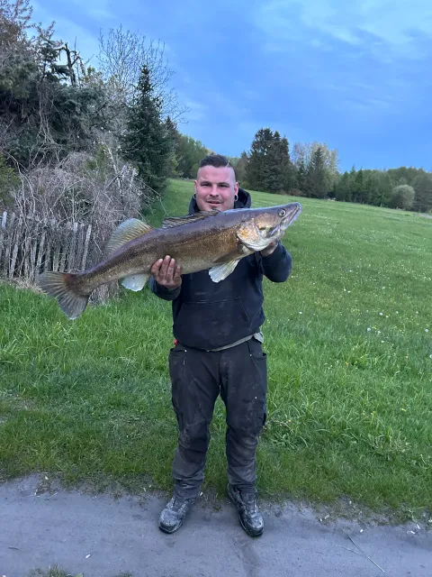 Zander