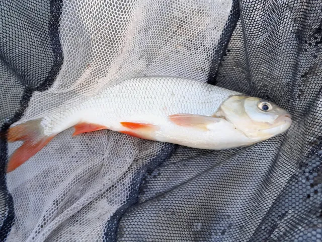 Döbel