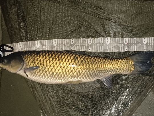 Müllerscher Teich (Lemgo) ALLE ANGELN