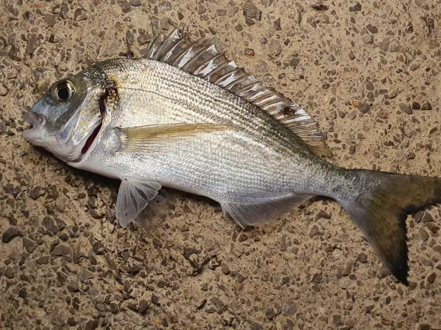Dorade