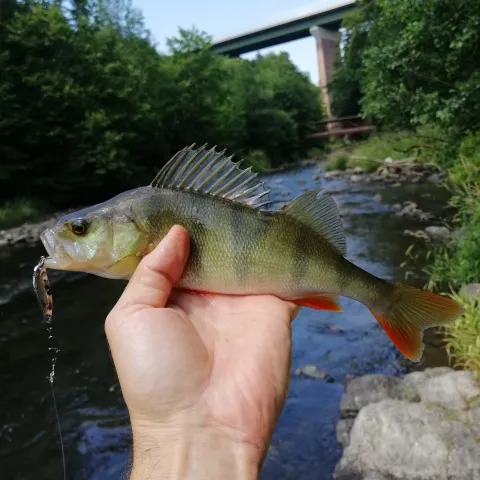 Flussbarsch