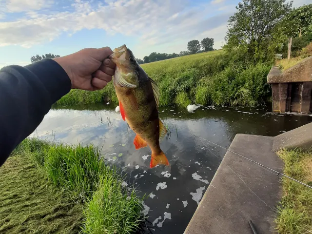 Flussbarsch