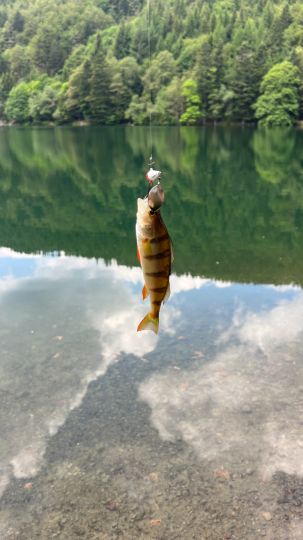 Flussbarsch