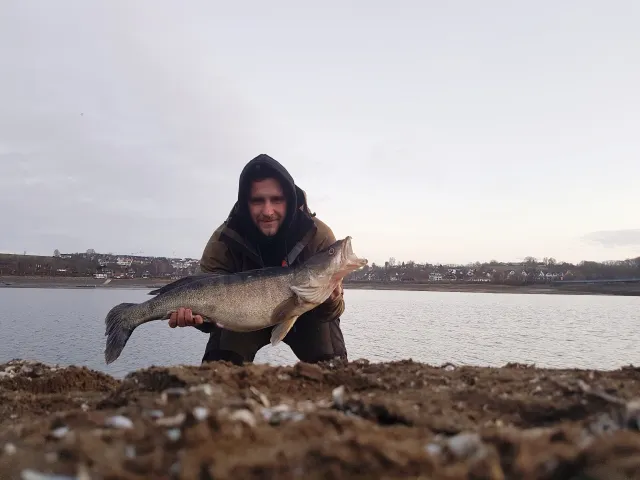 Zander