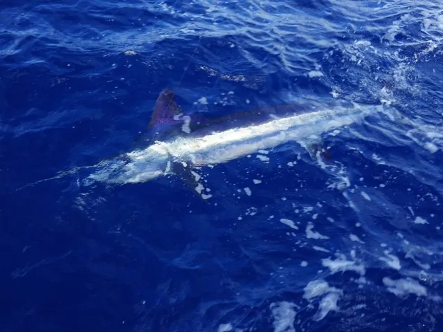 Marlin