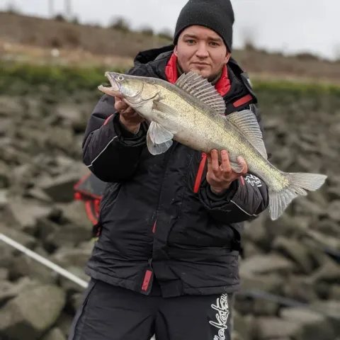 Zander