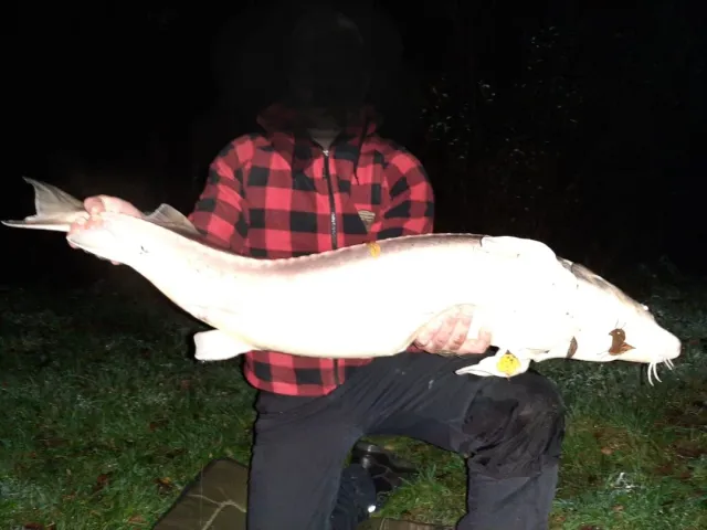 Stör