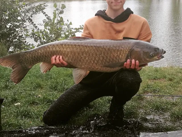 Graskarpfen