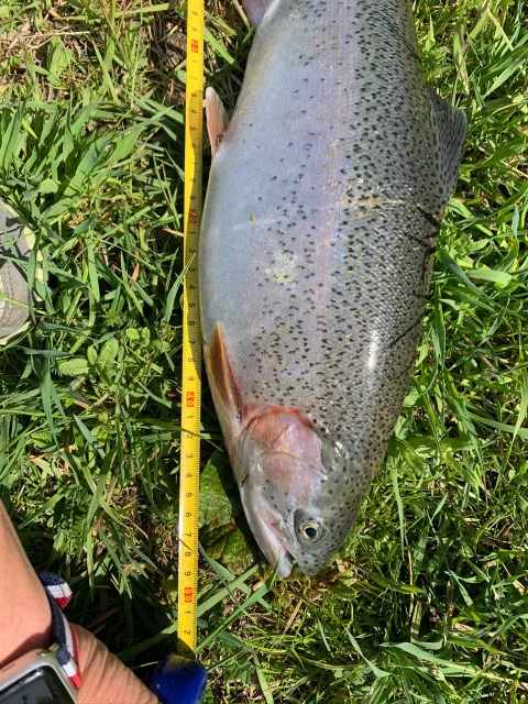 Regenbogenforelle