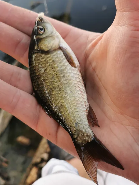 Giebel