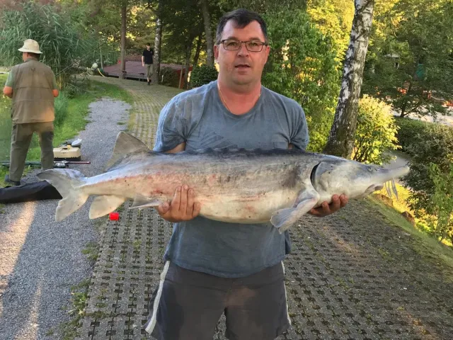 Stör