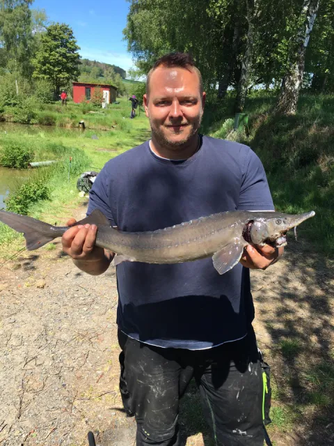 Stör