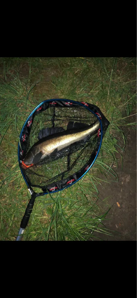 Zander