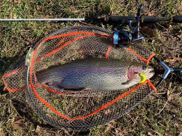 Regenbogenforelle
