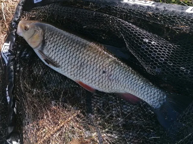 Döbel