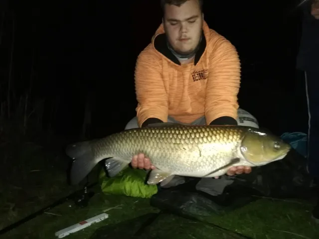Graskarpfen