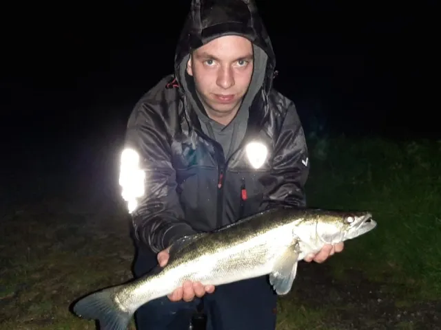 Zander