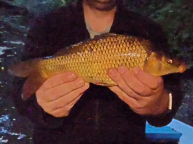Karpfen
