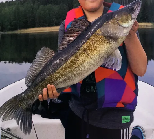 Zander