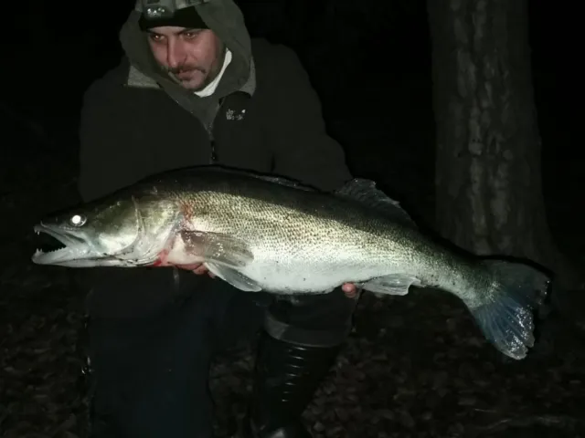 Zander