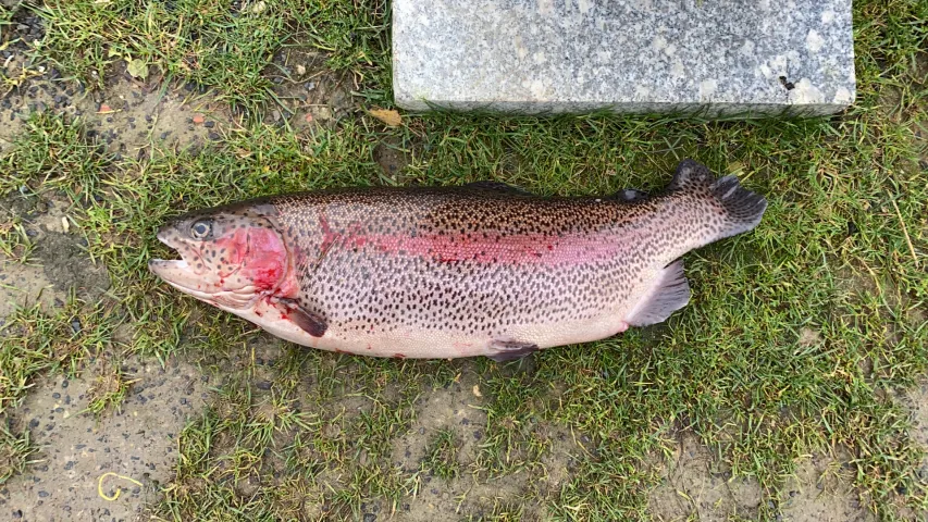 Regenbogenforelle