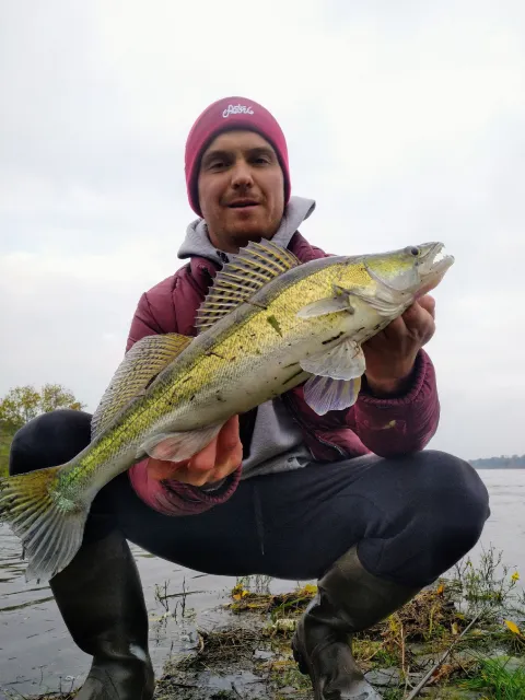 Zander