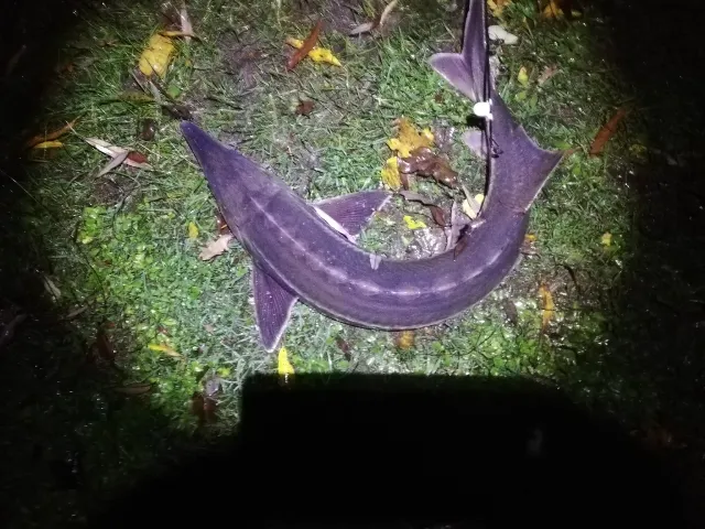 Stör
