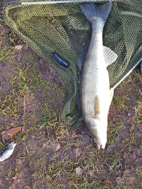 Zander