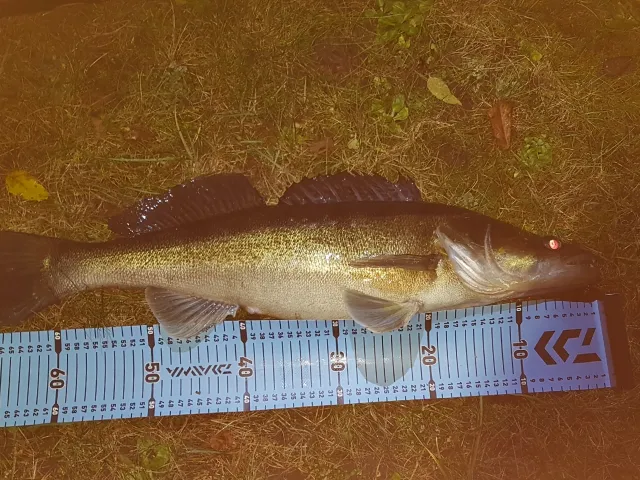 Zander