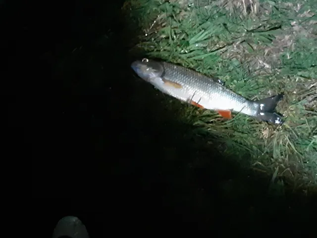 Döbel