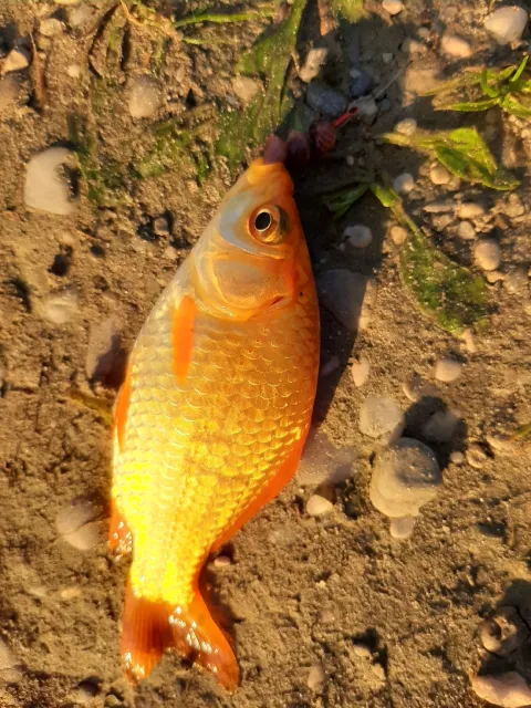 Goldfisch