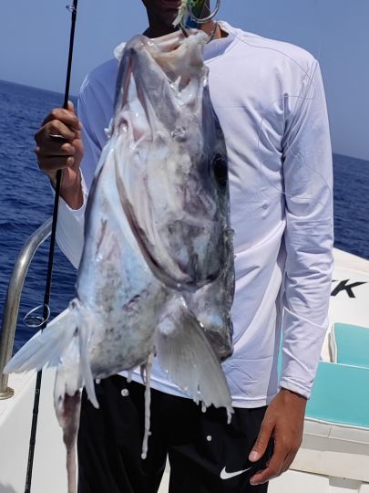 Amberjack