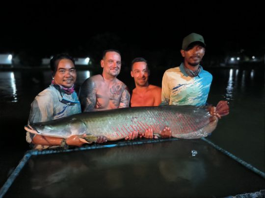 Arapaima