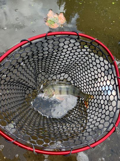 Flussbarsch