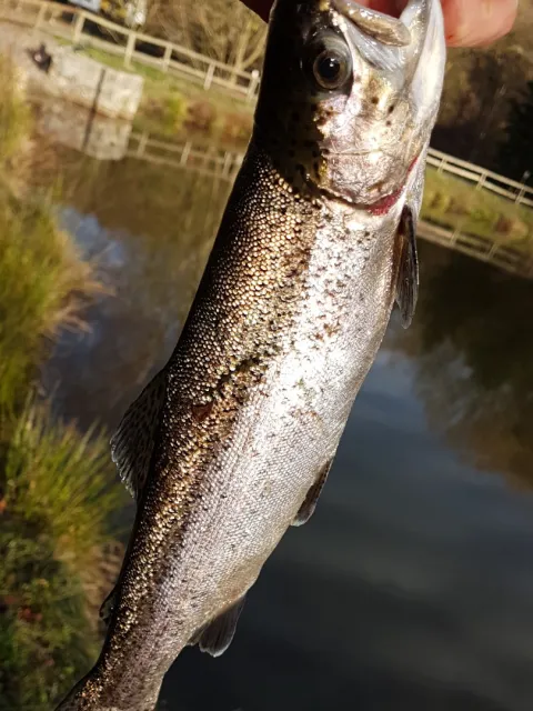 Regenbogenforelle
