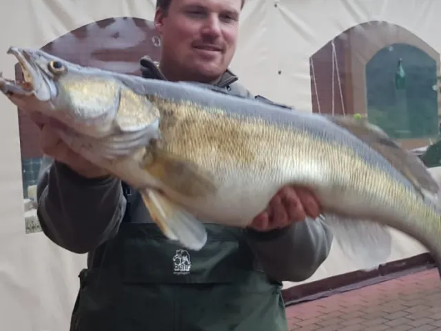Zander