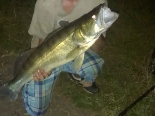 Zander