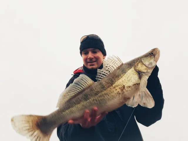 Zander