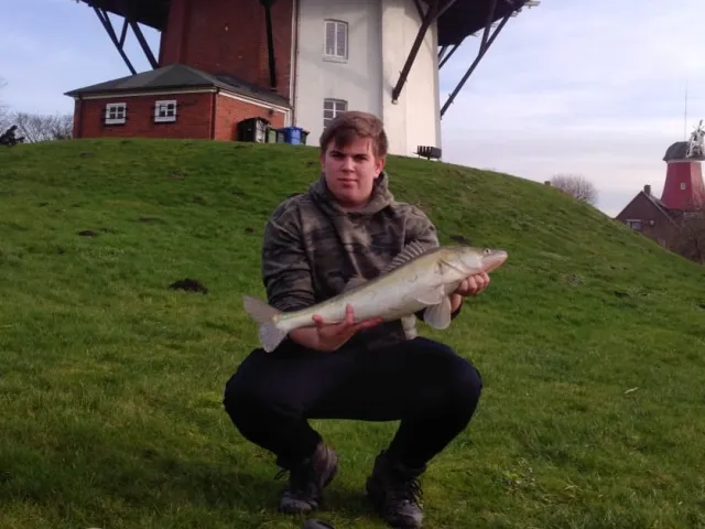 Zander