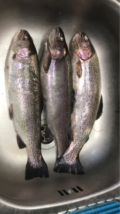 Regenbogenforelle