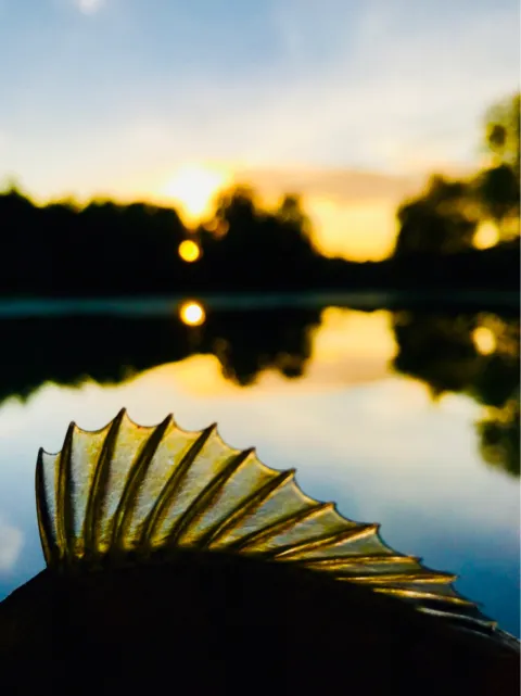 Flussbarsch