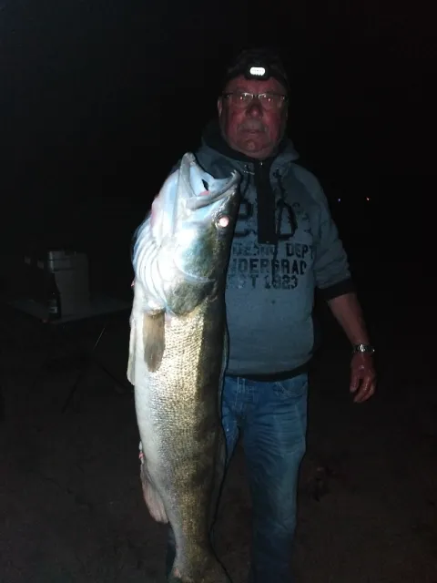 Zander