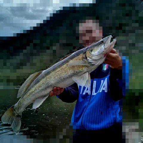 Zander
