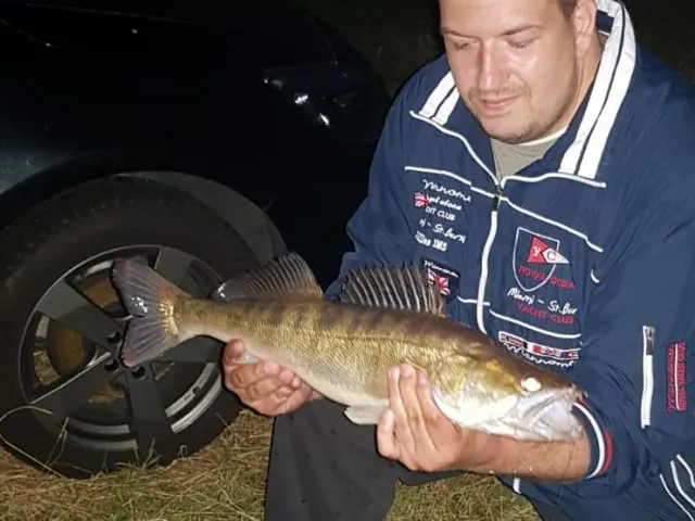 Zander