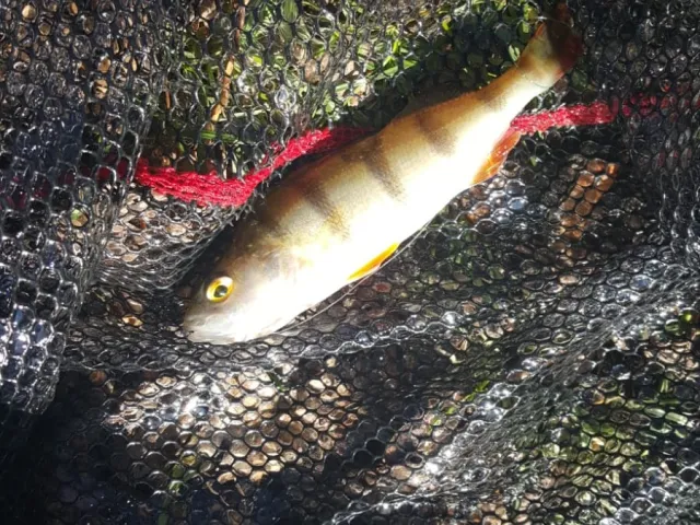 Flussbarsch
